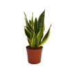 Homebase House Plants | Sanseveria 'Snake Plant' - 12Cm Pot