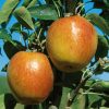 Homebase Grow Your Own | Fruit Tree Apple 'Braeburn' - 7.5L