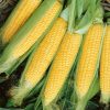 Homebase Grow Your Own | Vegetable Strip Sweetcorn Earlibird