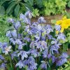 Homebase Perennial Plants | Scilla Siberia Mix 1L