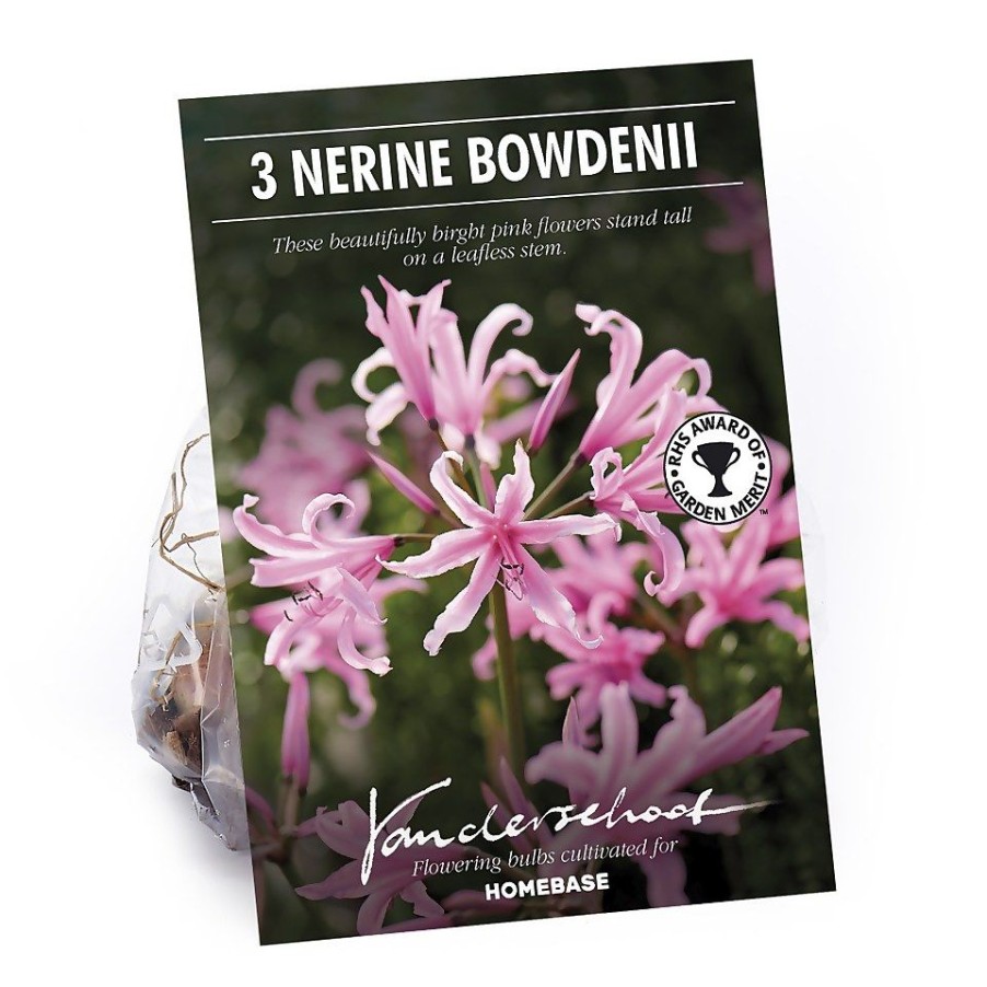 Homebase Summer Flowering Bulbs | Nerine Bowdenii - Summer Bloom Bulbs