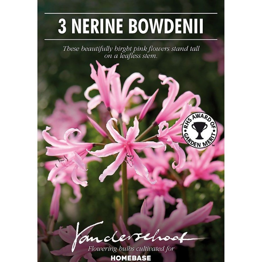 Homebase Summer Flowering Bulbs | Nerine Bowdenii - Summer Bloom Bulbs