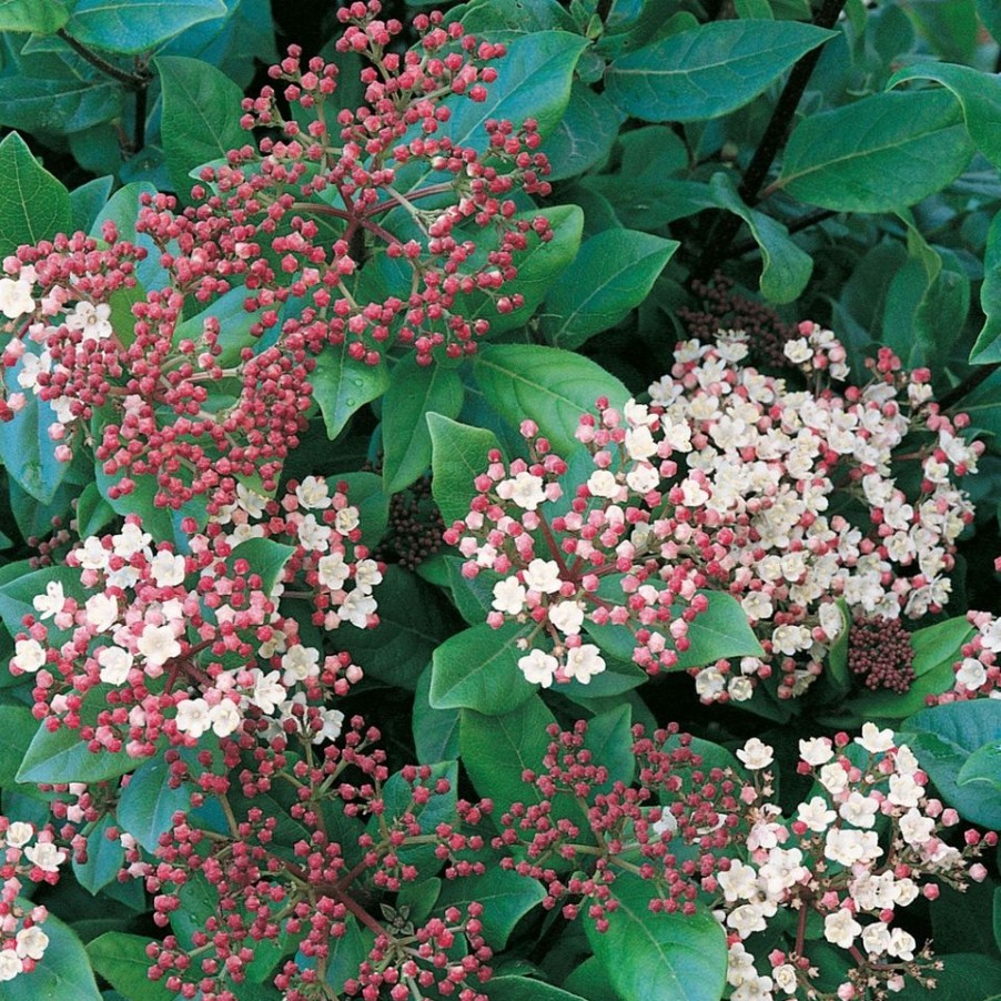 Homebase Shrub, Trees & Roses | Viburnum Tinus Eve Price - 5L Bush