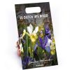 Homebase Summer Flowering Bulbs | Dutch Iris Mixed