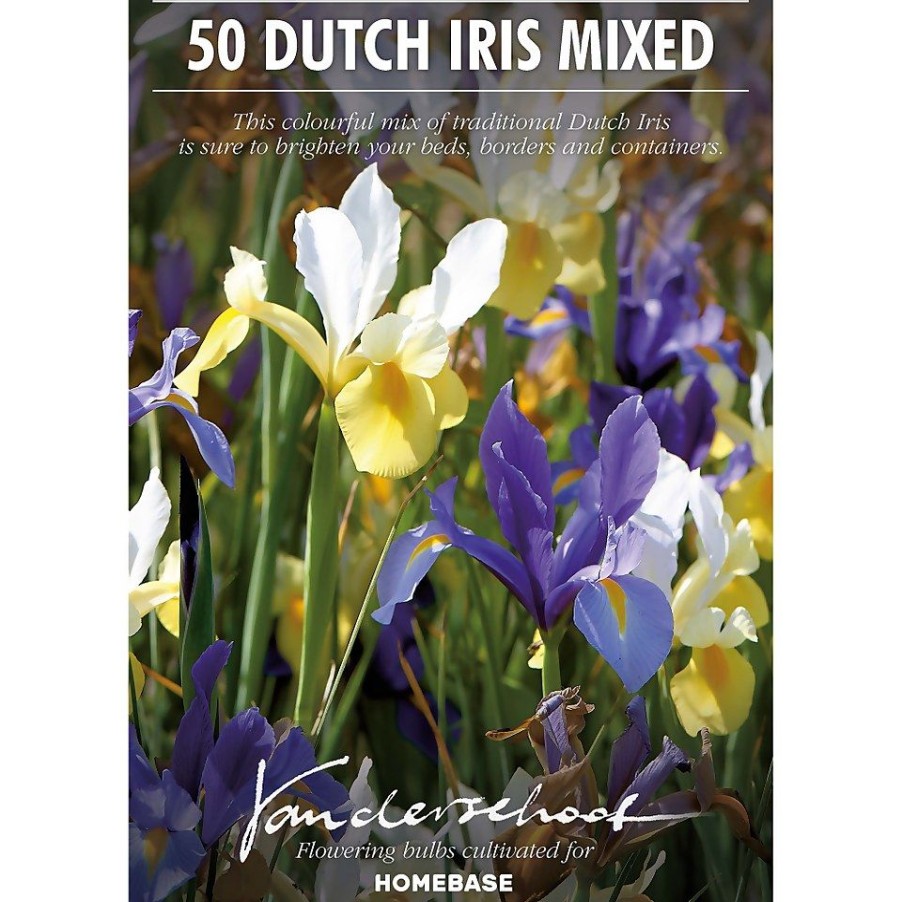 Homebase Summer Flowering Bulbs | Dutch Iris Mixed