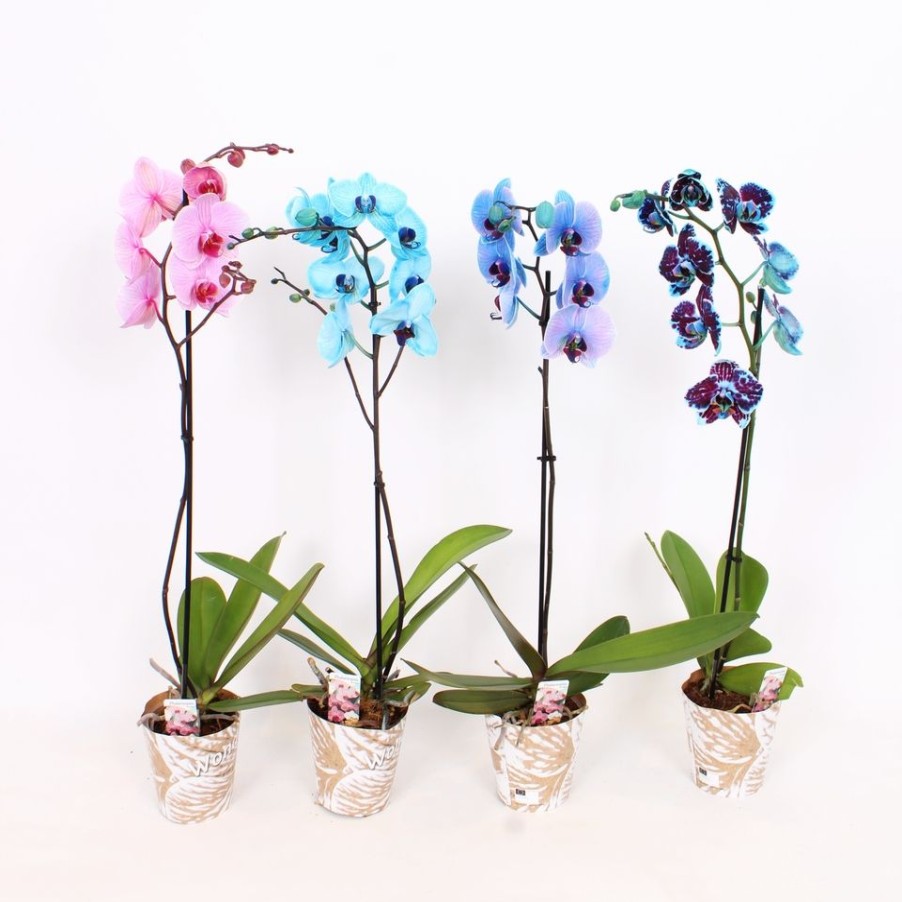 Homebase House Plants | Phalaenopsis 'Coloured Moth' Orchid Mix - 12Cm (Assorted Varieties)