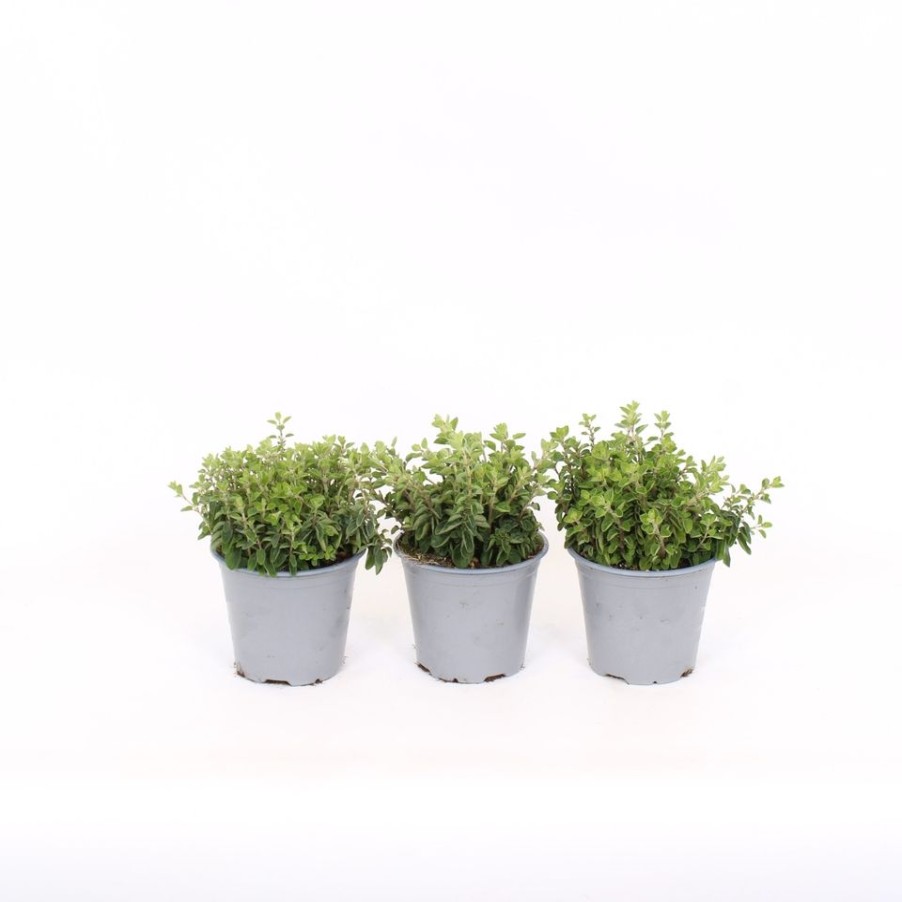 Homebase Grow Your Own | Herb Oregano - 14Cm