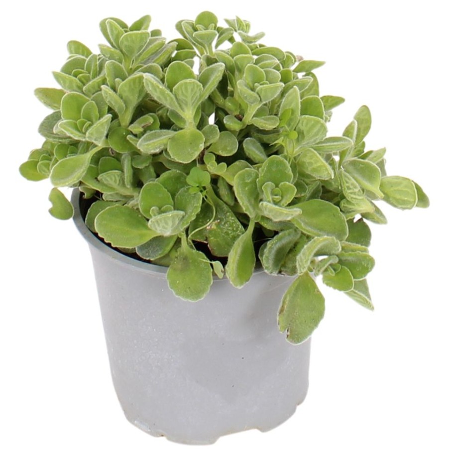 Homebase Grow Your Own | Herb Oregano - 14Cm