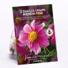 Homebase Summer Flowering Bulbs | Dahlia Unwin Mignon Pink Bulbs