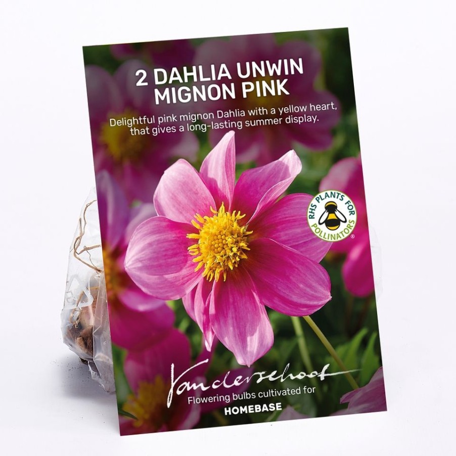 Homebase Summer Flowering Bulbs | Dahlia Unwin Mignon Pink Bulbs