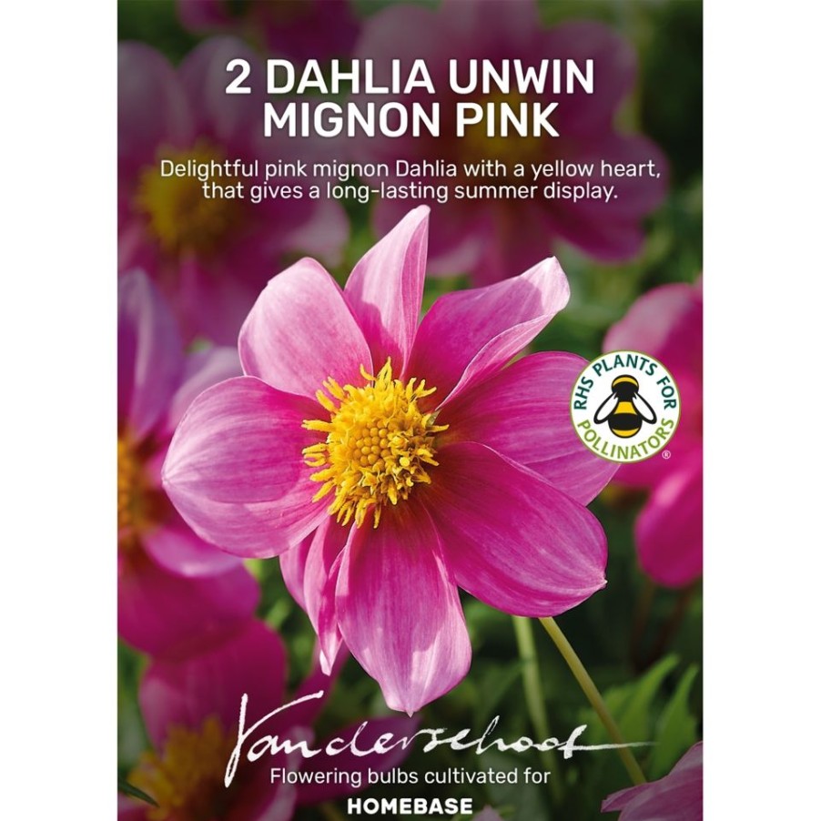 Homebase Summer Flowering Bulbs | Dahlia Unwin Mignon Pink Bulbs