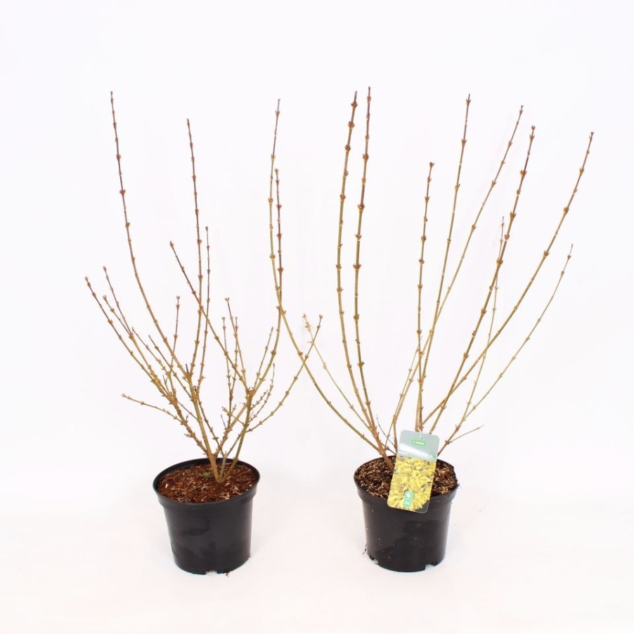 Homebase Shrub, Trees & Roses | Easter Tree 'Forsythia' - 19Cm