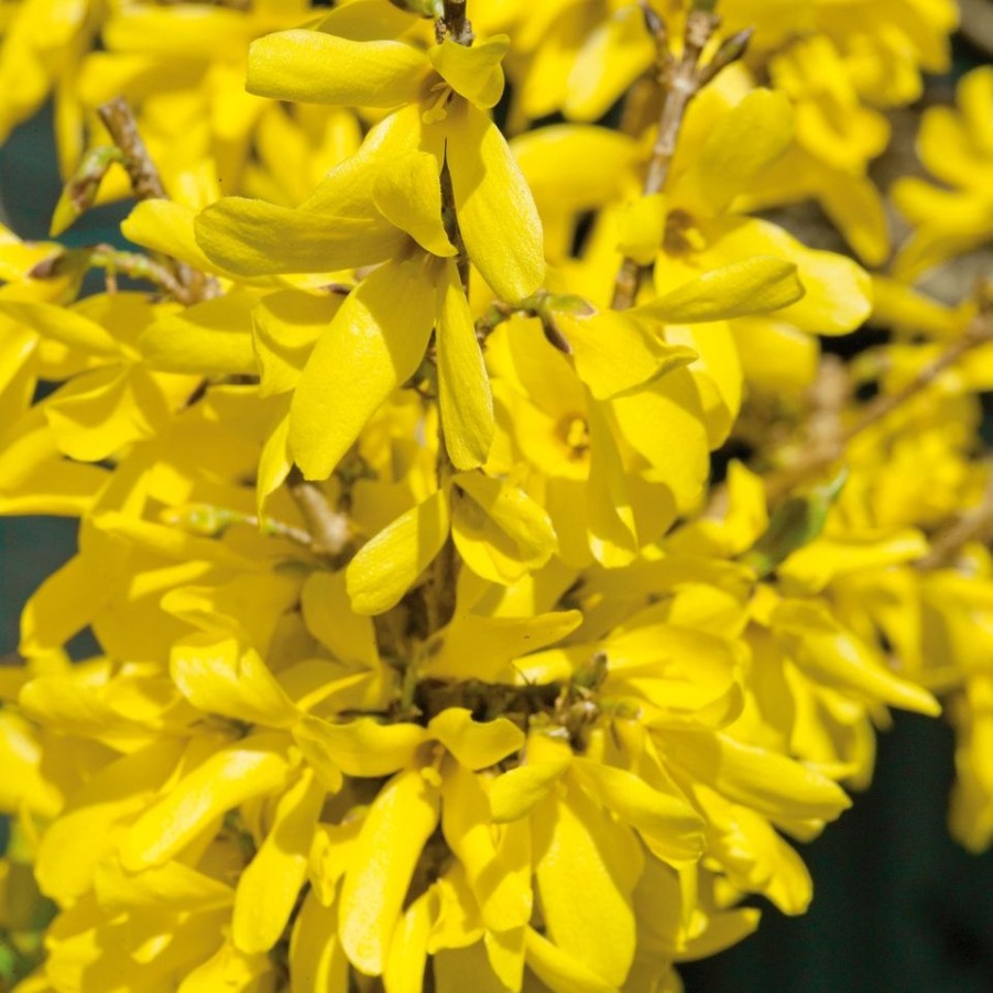 Homebase Shrub, Trees & Roses | Easter Tree 'Forsythia' - 19Cm