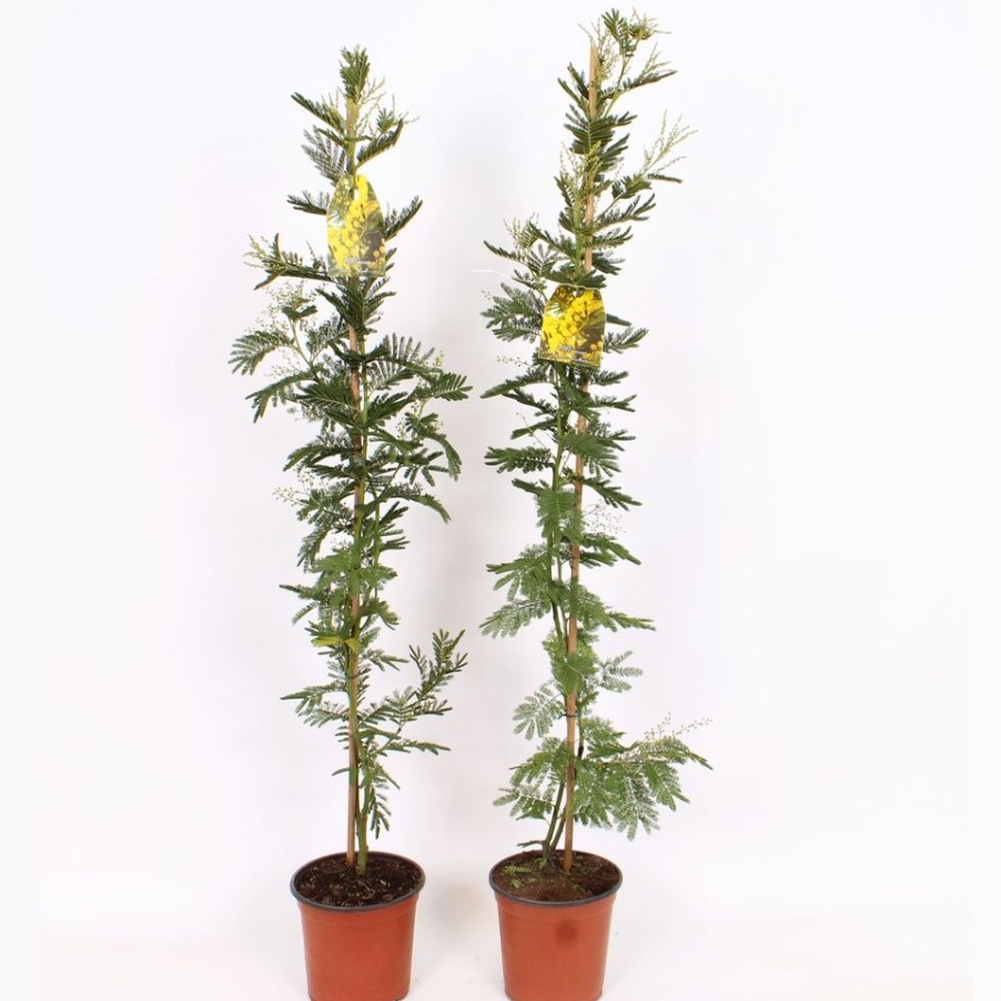 Homebase Specimen Plants | Acacia Dealbata Mimosa On Cane - 19Cm