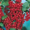 Homebase Grow Your Own | Soft Fruit Redcurrant 'Jonkheer Van Tets' - 2L