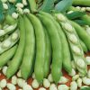 Homebase Grow Your Own | Vegetable Strip Patio Broad Bean The Sutton