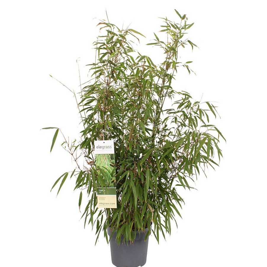 Homebase Specimen Plants | Bamboo Fargesia Rufa - 23Cm