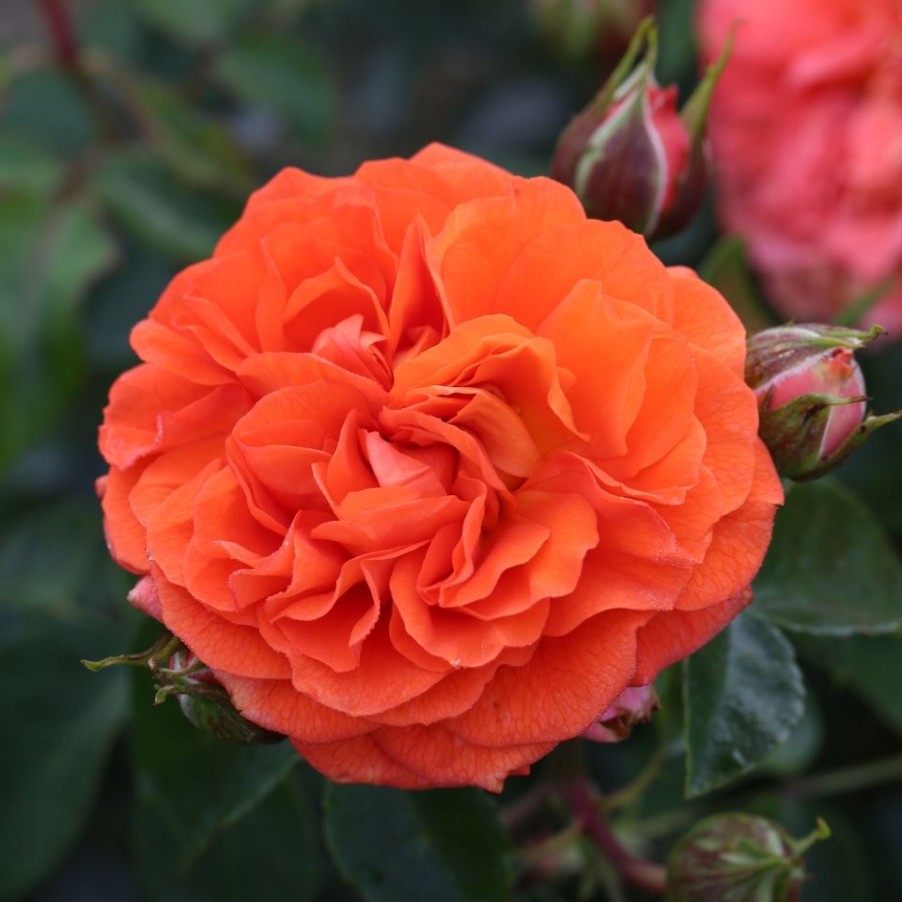 Homebase Shrub, Trees & Roses | Rose Shrub Orange Mix - 4.5L