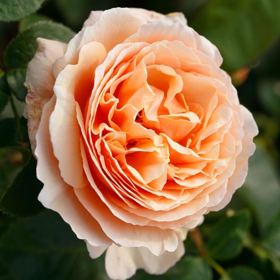 Homebase Shrub, Trees & Roses | Rose Shrub Orange Mix - 4.5L