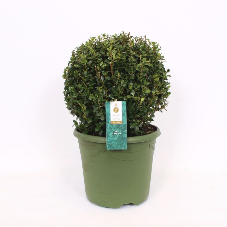 Homebase Specimen Plants | Ilex Crenata - 24Cm Ball Diameter 32Cm