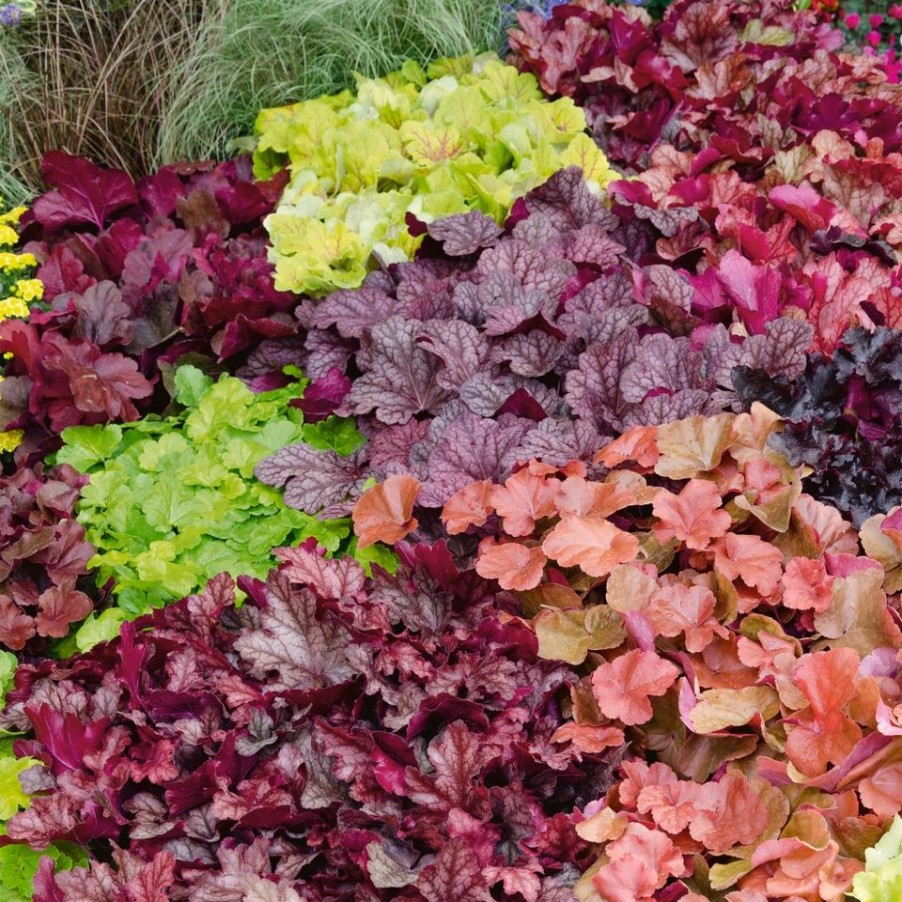 Homebase Perennial Plants | Heuchera Mix - 2L