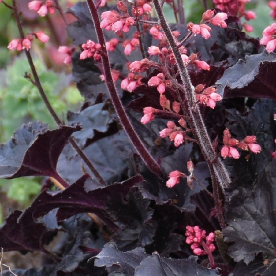 Homebase Perennial Plants | Heuchera Mix - 2L