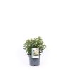 Homebase Shrub, Trees & Roses | Viburnum Tinus - 19Cm