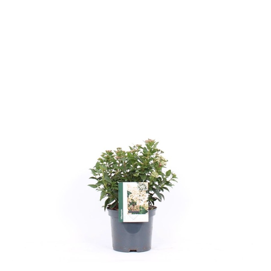 Homebase Shrub, Trees & Roses | Viburnum Tinus - 19Cm