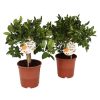 Homebase House Plants | Citrus On Stem In 12Cm Pot