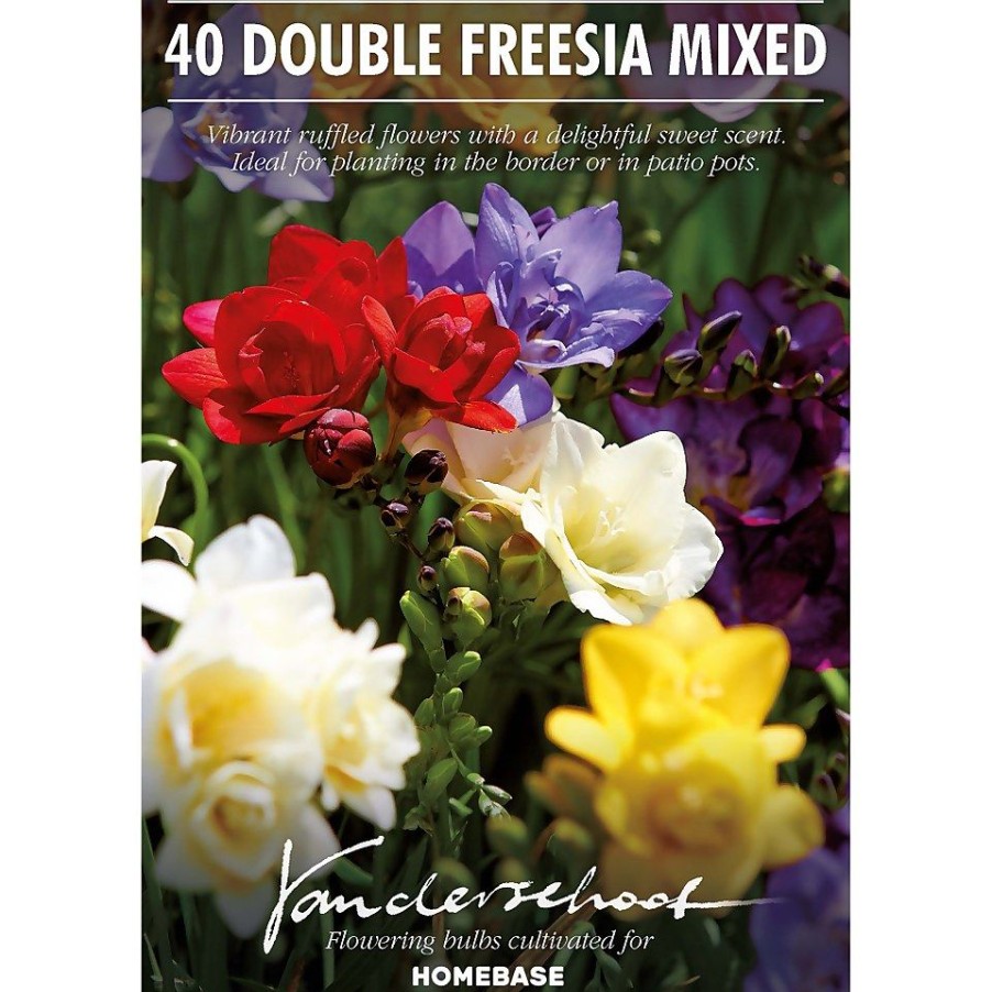 Homebase Summer Flowering Bulbs | Freesia Double Mixed