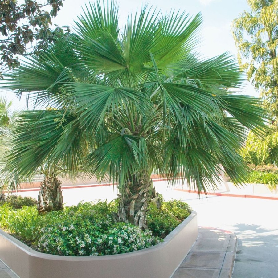 Homebase Specimen Plants | Trachycarpus Fortuneii (Chusan Palm) - 17Cm