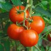 Homebase Grow Your Own | Tomato Alicante - Vegetable 9Cm