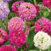 Homebase Perennial Plants | Primula Denticulata (Drumstick Primrose) Mix 1L