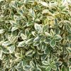 Homebase Shrub, Trees & Roses | Euonymus Mix - 10L