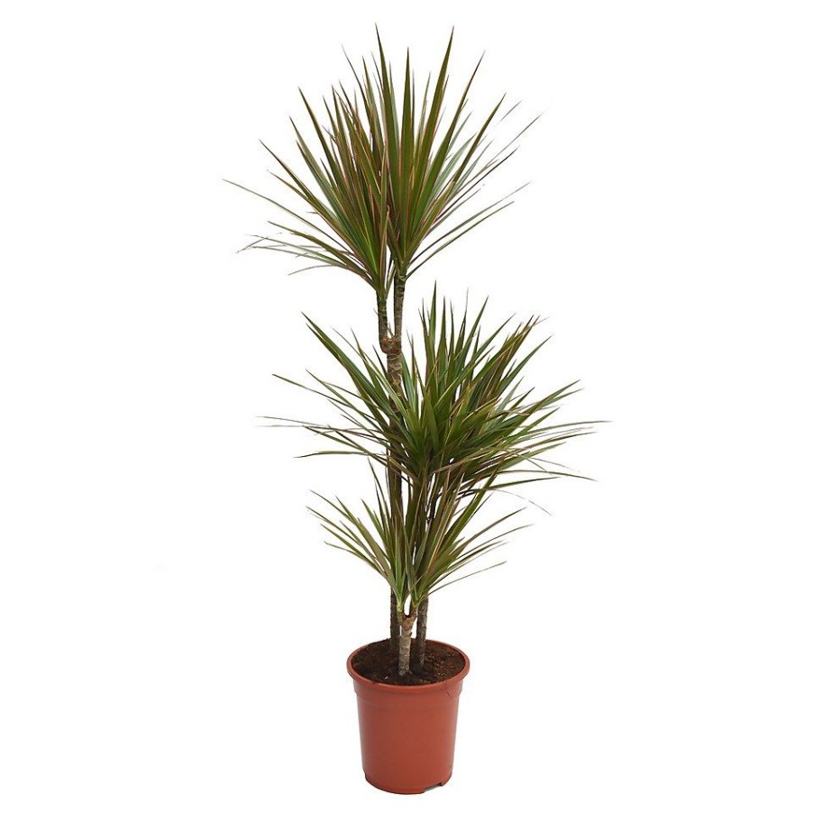 Homebase House Plants | Dracaena Marginata Mix (Dragon Tree) 60 -30 -15 - Pot Size 21Cm