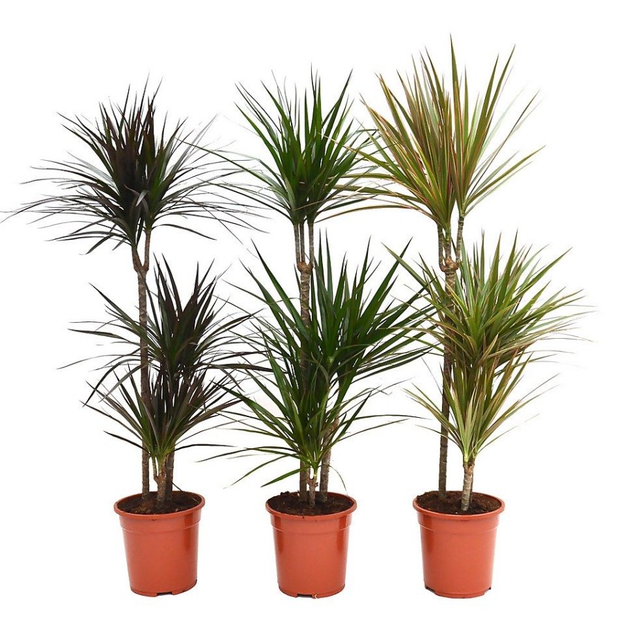 Homebase House Plants | Dracaena Marginata Mix (Dragon Tree) 60 -30 -15 - Pot Size 21Cm