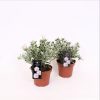 Homebase Shrub, Trees & Roses | Convolvulus Cneorum (Silverbush) - 15Cm