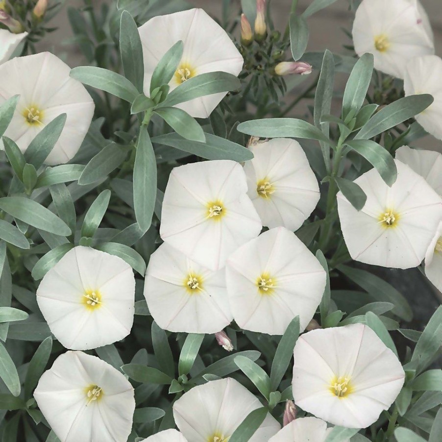 Homebase Shrub, Trees & Roses | Convolvulus Cneorum (Silverbush) - 15Cm