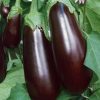 Homebase Grow Your Own | Aubergine Moneymaker F1 - Vegetable 9Cm