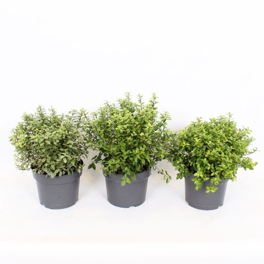 Homebase Shrub, Trees & Roses | Pittosporum Tenuifolium Mix - 19Cm