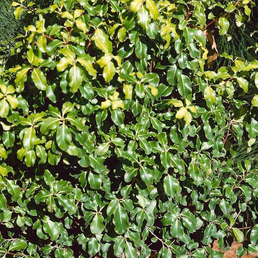 Homebase Shrub, Trees & Roses | Pittosporum Tenuifolium Mix - 19Cm