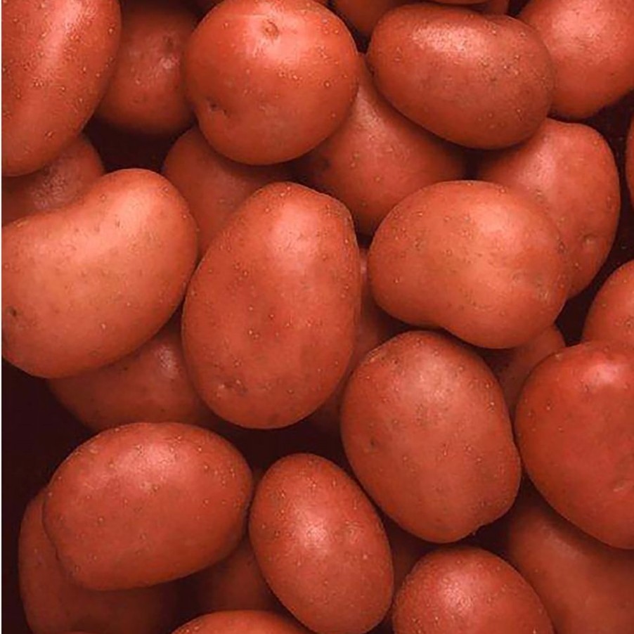 Homebase Grow Your Own | Albert Bartlett Rooster Seed Potato - 1.5Kg