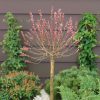 Homebase Shrub, Trees & Roses | Salix Gracilistyla Mount Aso - 17Cm