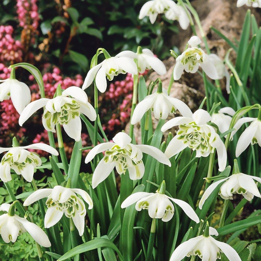 Homebase Perennial Plants | Snowdrop Galanthus Flore Pleno 1L