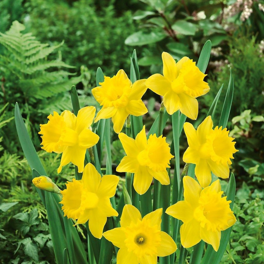 Homebase Perennial Plants | Daffodil Narcissus Collection Patio Planter 3L