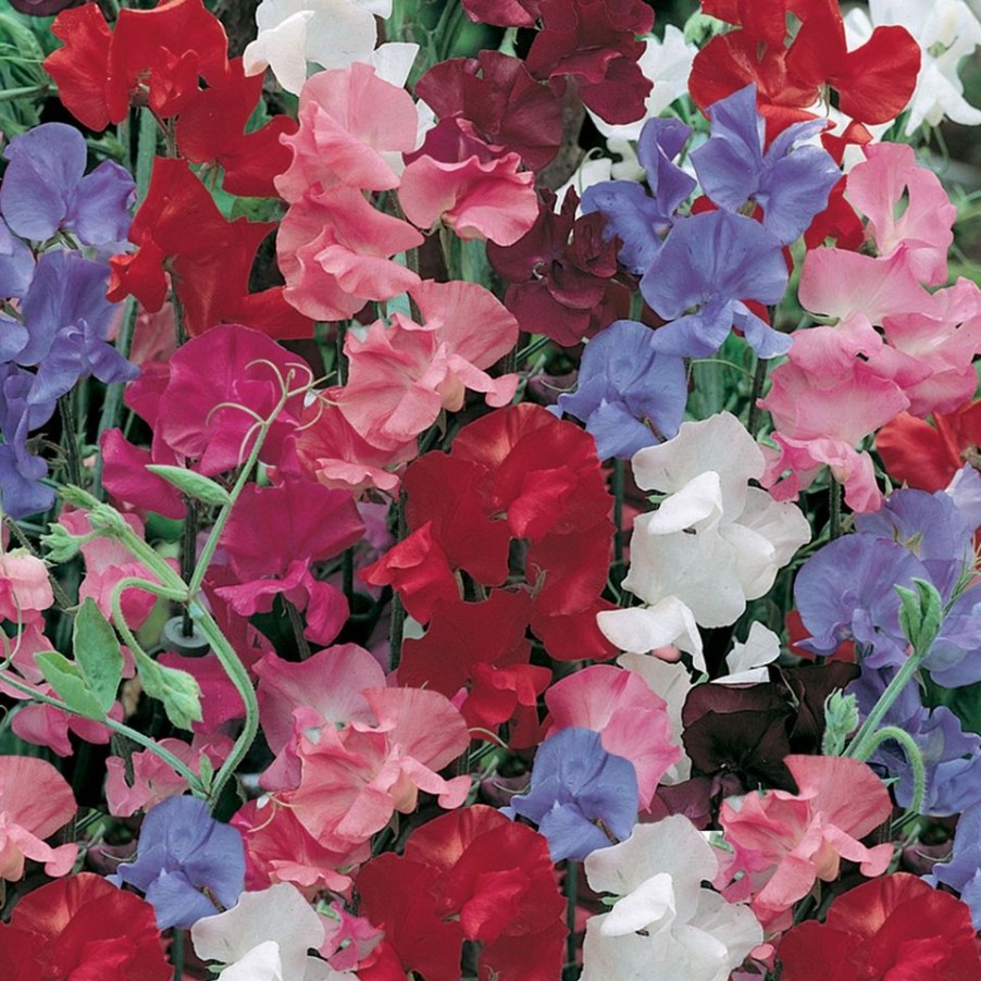 Homebase Bedding Plants | Sweet Pea Mix - 9Cm