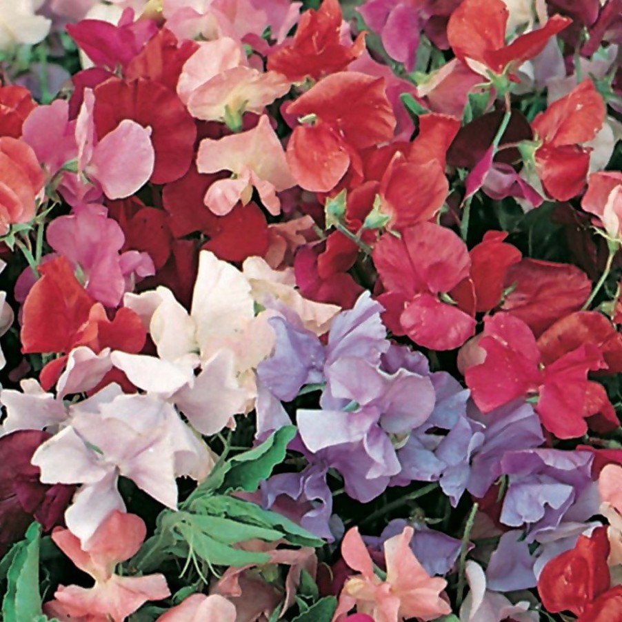 Homebase Bedding Plants | Sweet Pea Mix - 9Cm