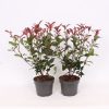 Homebase Shrub, Trees & Roses | Photinia X Fraseri Red Robin - 19Cm