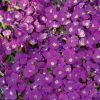 Homebase Perennial Plants | Aubrieta Kitte Blue 1L