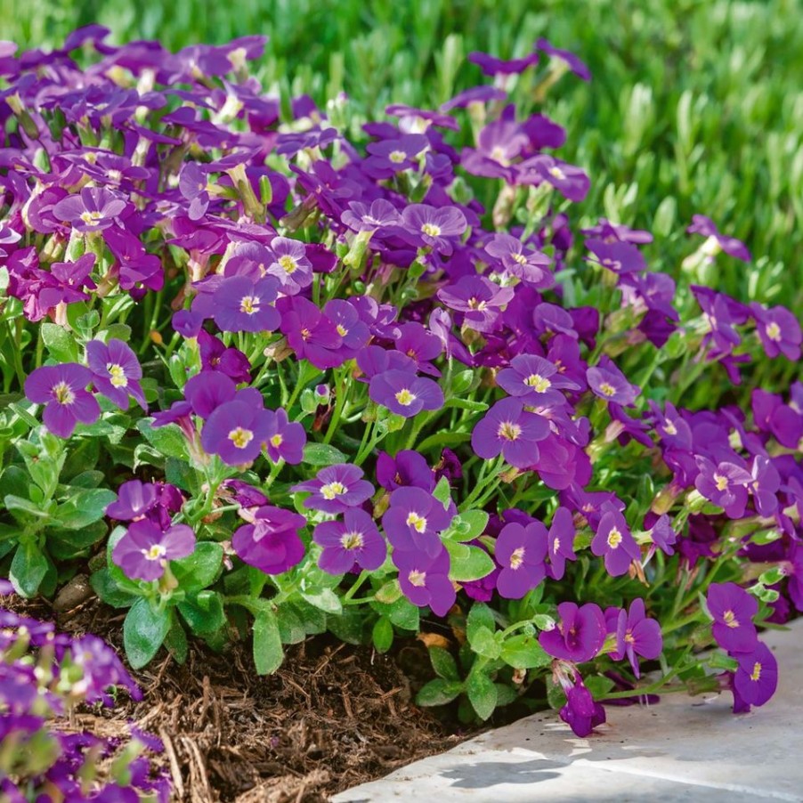 Homebase Perennial Plants | Aubrieta Kitte Blue 1L